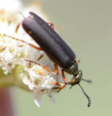 blister beetle ohio